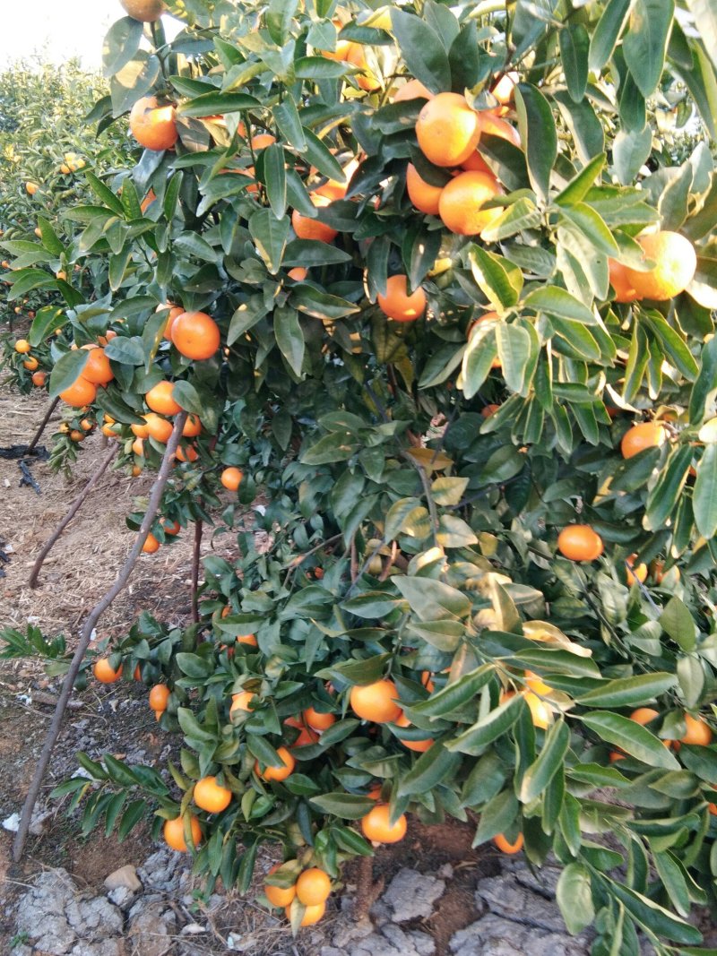 沃柑