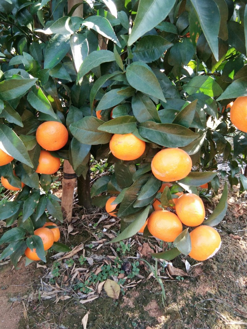 沃柑