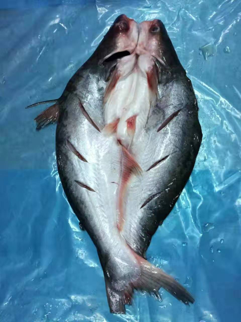 巴沙鱼