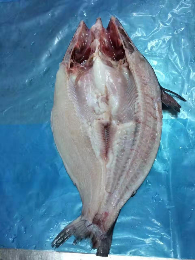 巴沙鱼