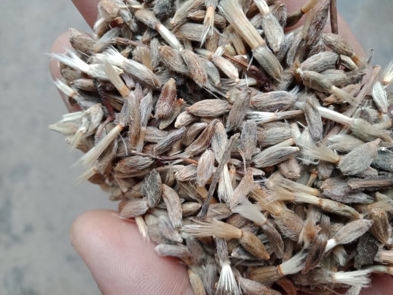白术籽