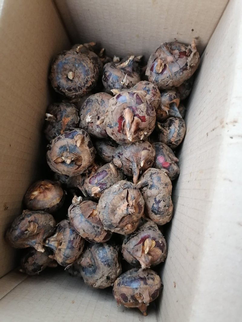 云南文山红甸马蹄大量批发