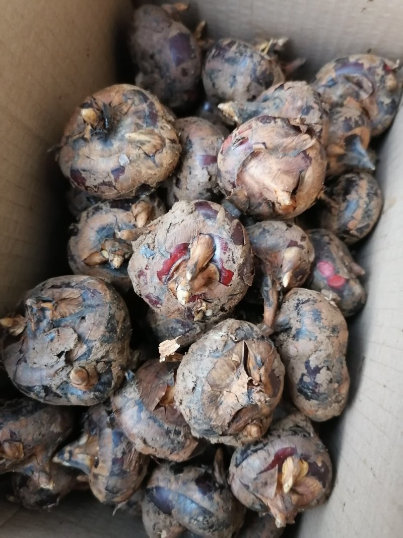 云南文山红甸马蹄大量批发