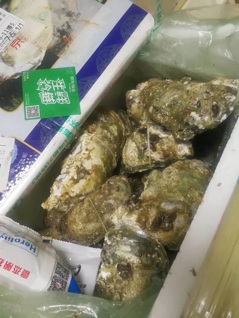 生蚝