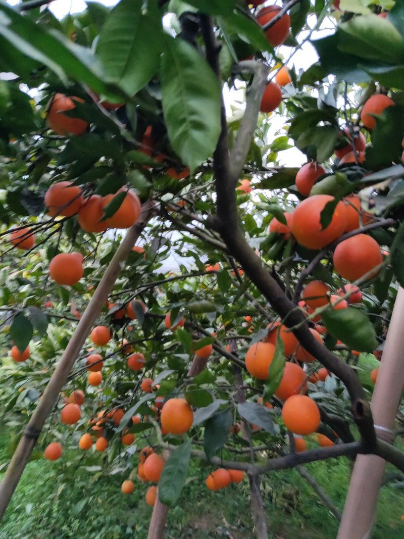 大量上市血橙产地直供品相好现看现摘保证水分耐运输对接全国