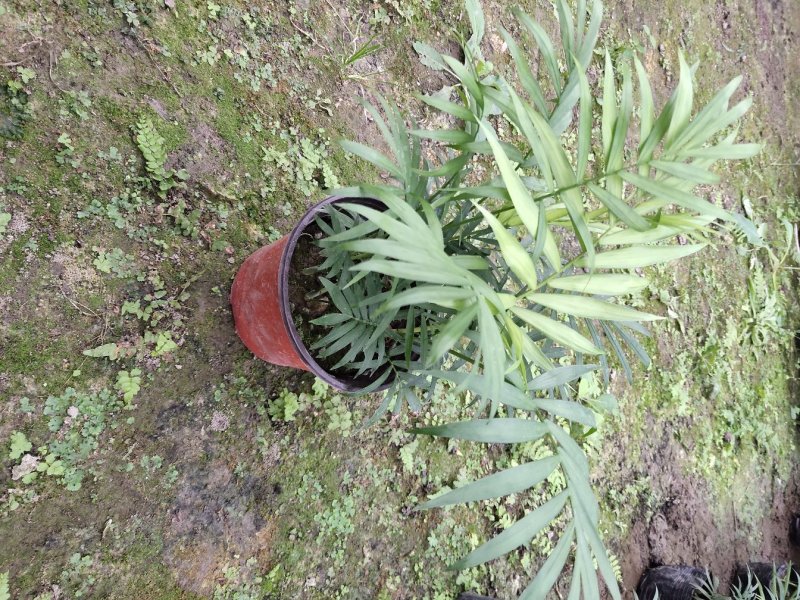 袖珍椰子，矮生椰子，秀丽竹节椰，成都袖珍椰子批发