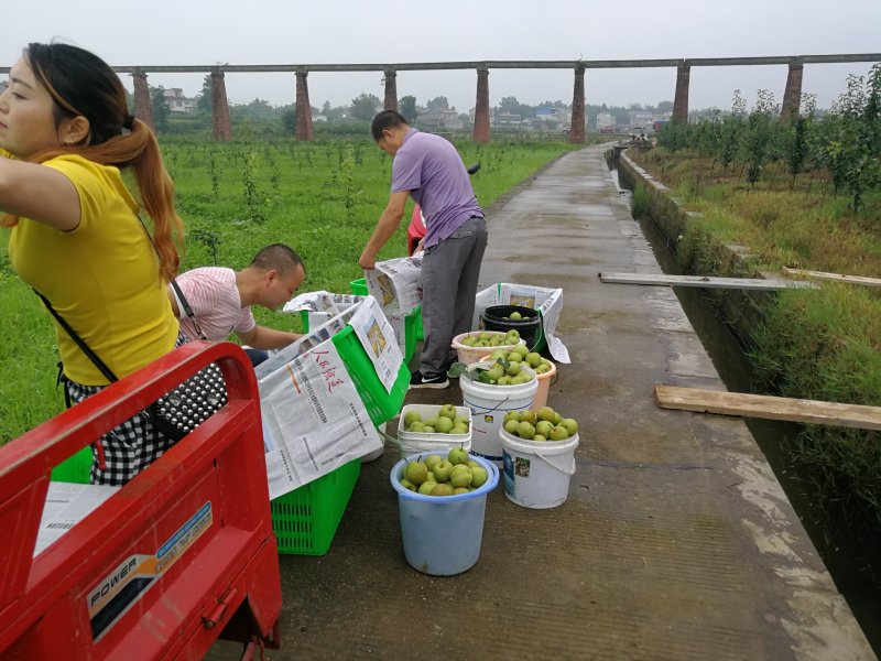 水产养殖专业合作社转让、转租，“果树已五年到丰产期”