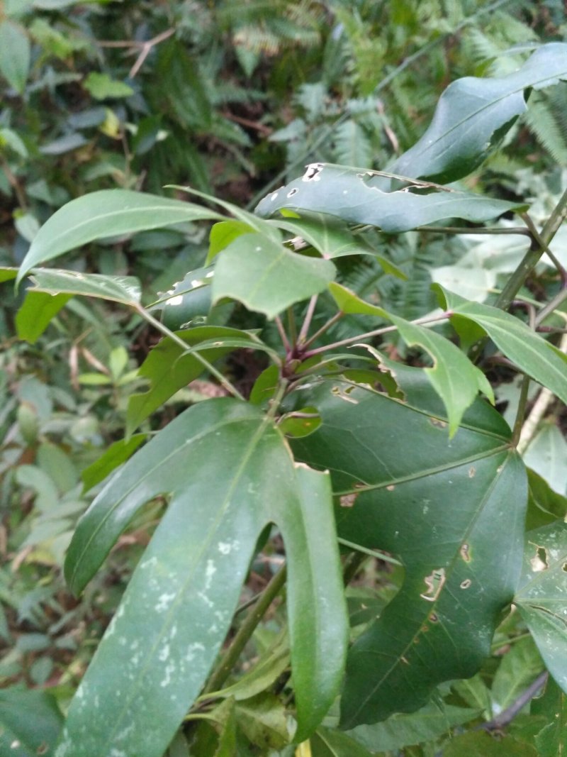 半枫荷(林下仿野生种植的半枫荷苗子)