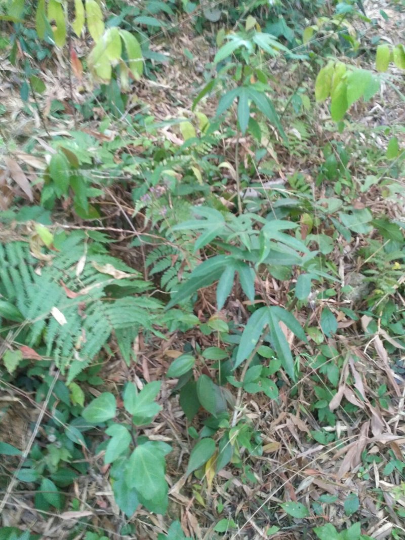 半枫荷(林下仿野生种植的半枫荷苗子)