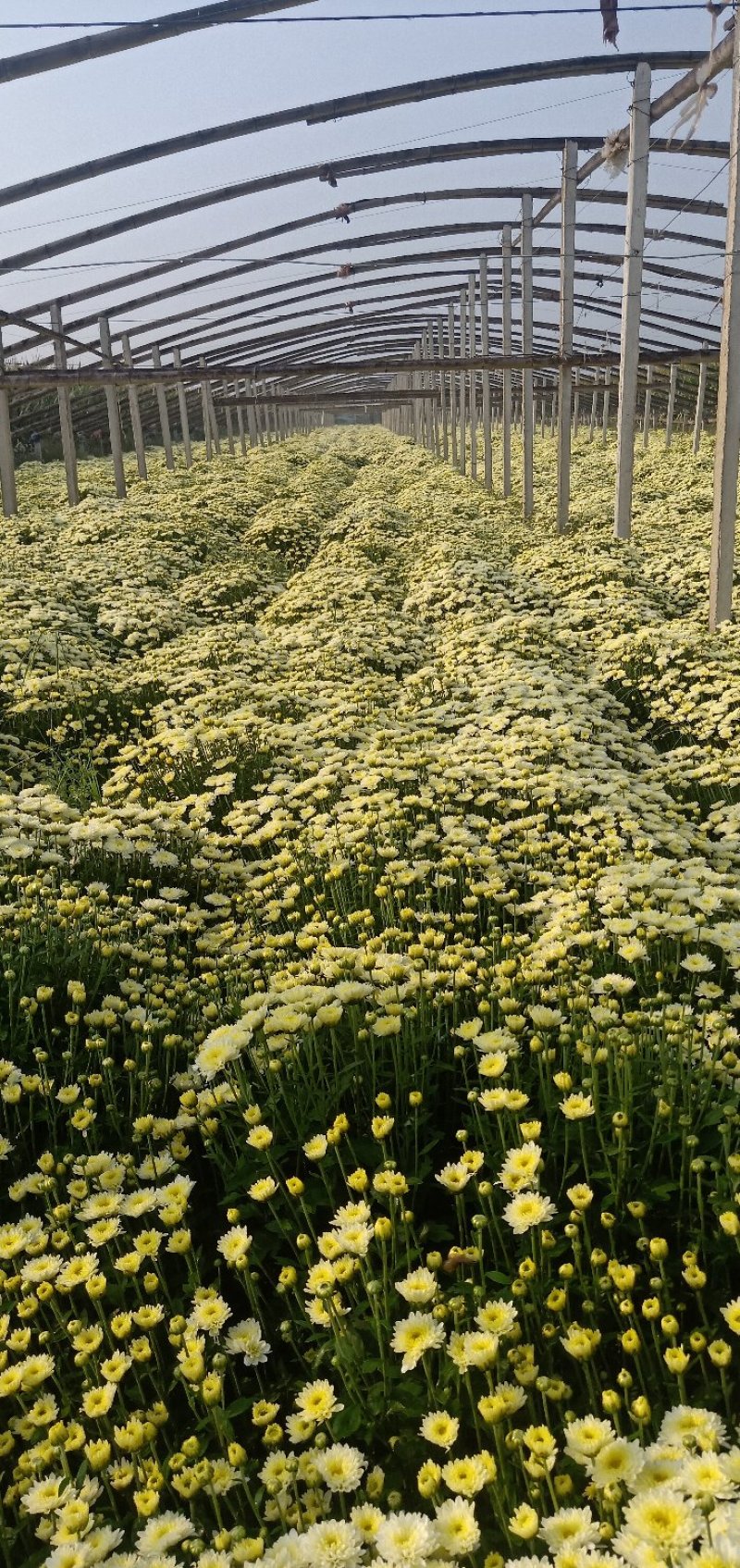 北京菊花种苗，高产价格稳适合北方大田种植。