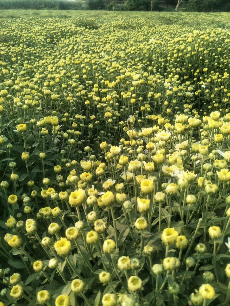 北京菊花种苗，高产价格稳适合北方大田种植。
