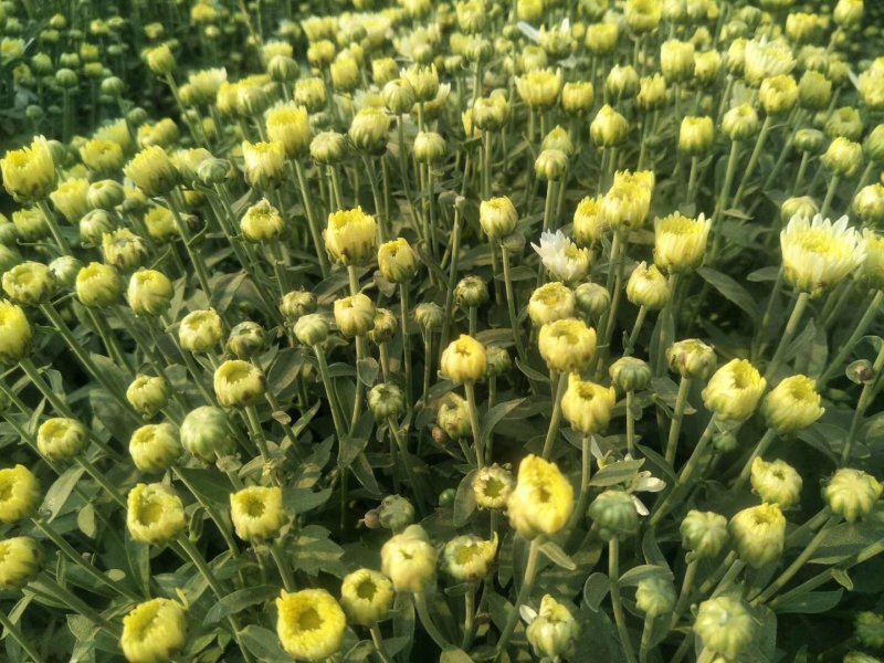 北京菊花种苗，高产价格稳适合北方大田种植。