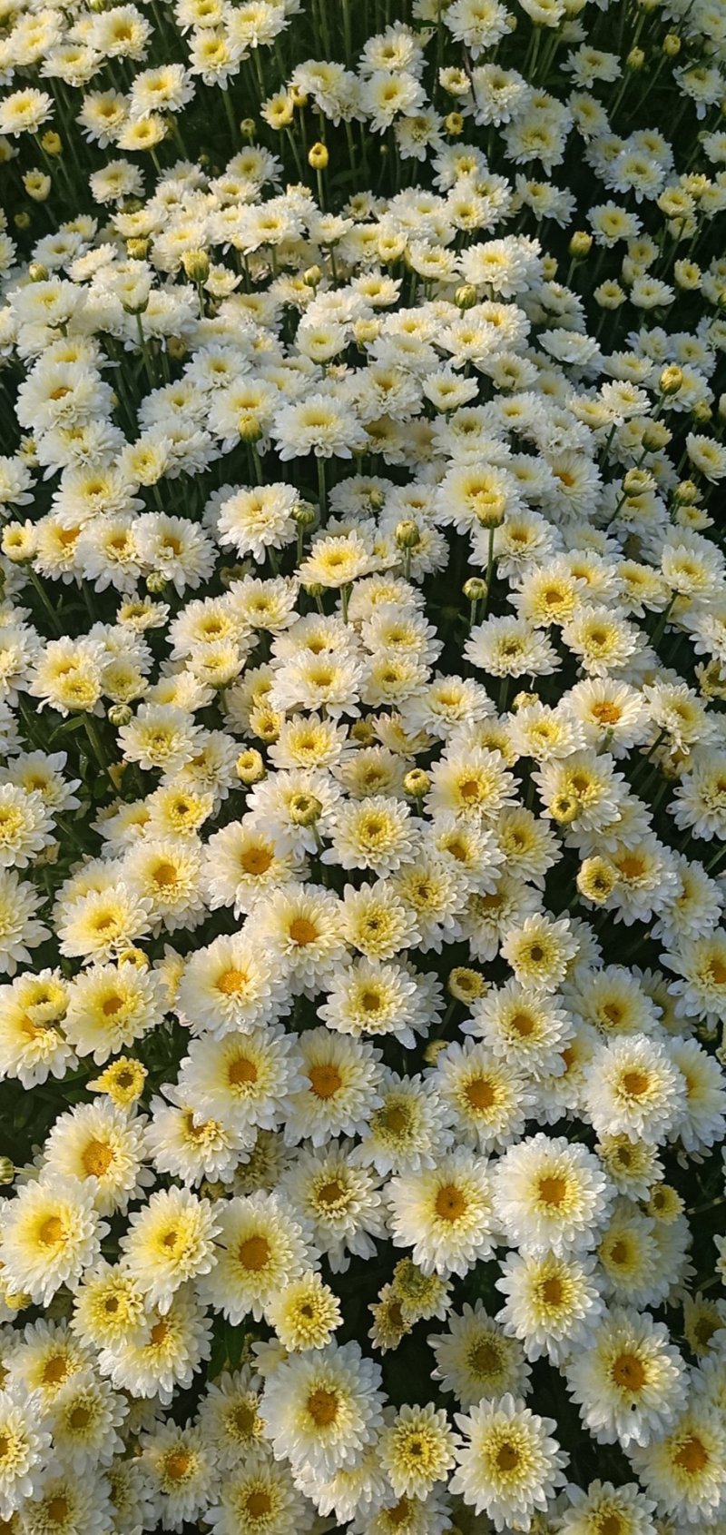 北京菊花种苗，高产价格稳适合北方大田种植。