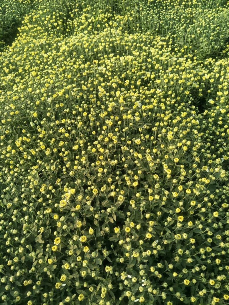 北京菊花种苗，高产价格稳适合北方大田种植。