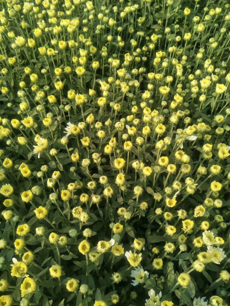 北京菊花种苗，高产价格稳适合北方大田种植。