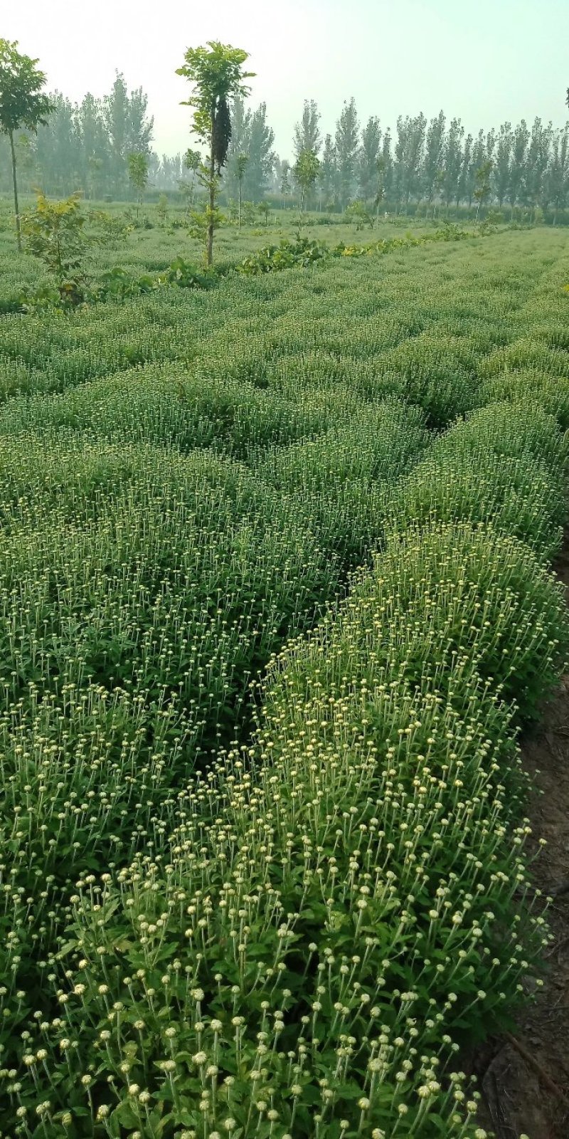 北京菊花种苗，高产价格稳适合北方大田种植。