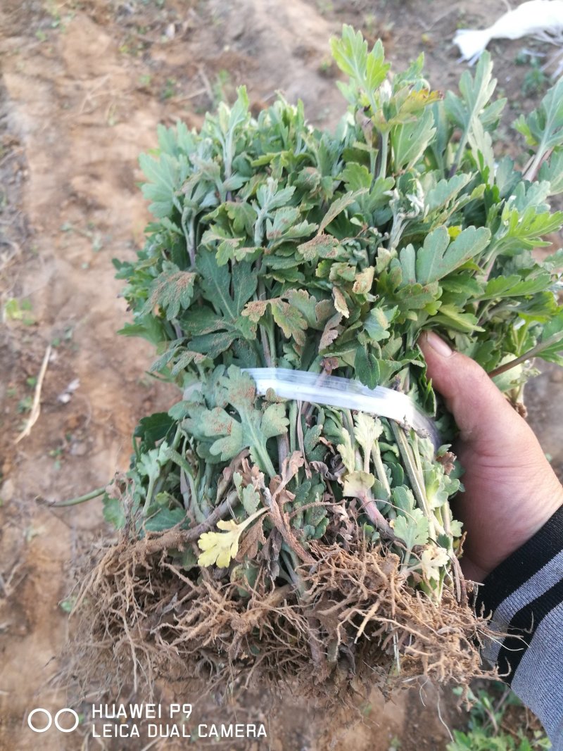 北京菊花种苗，高产价格稳适合北方大田种植。