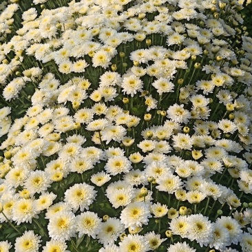 北京菊花种苗，高产价格稳适合北方大田种植。