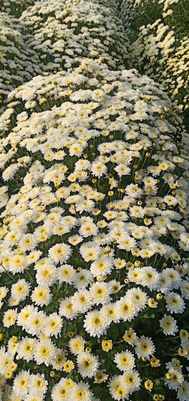 北京菊花种苗，高产价格稳适合北方大田种植。