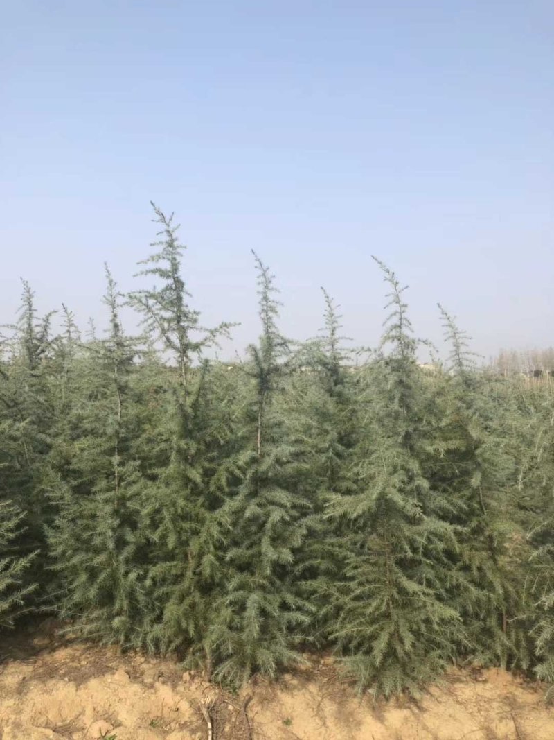 直销绿化苗雪松苗雪松树苗圣诞松树小苗规格齐全关注实地看苗