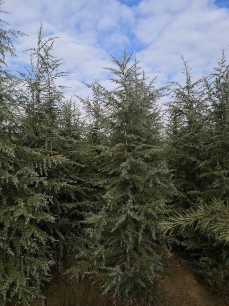 直销绿化苗雪松苗雪松树苗圣诞松树小苗规格齐全关注实地看苗