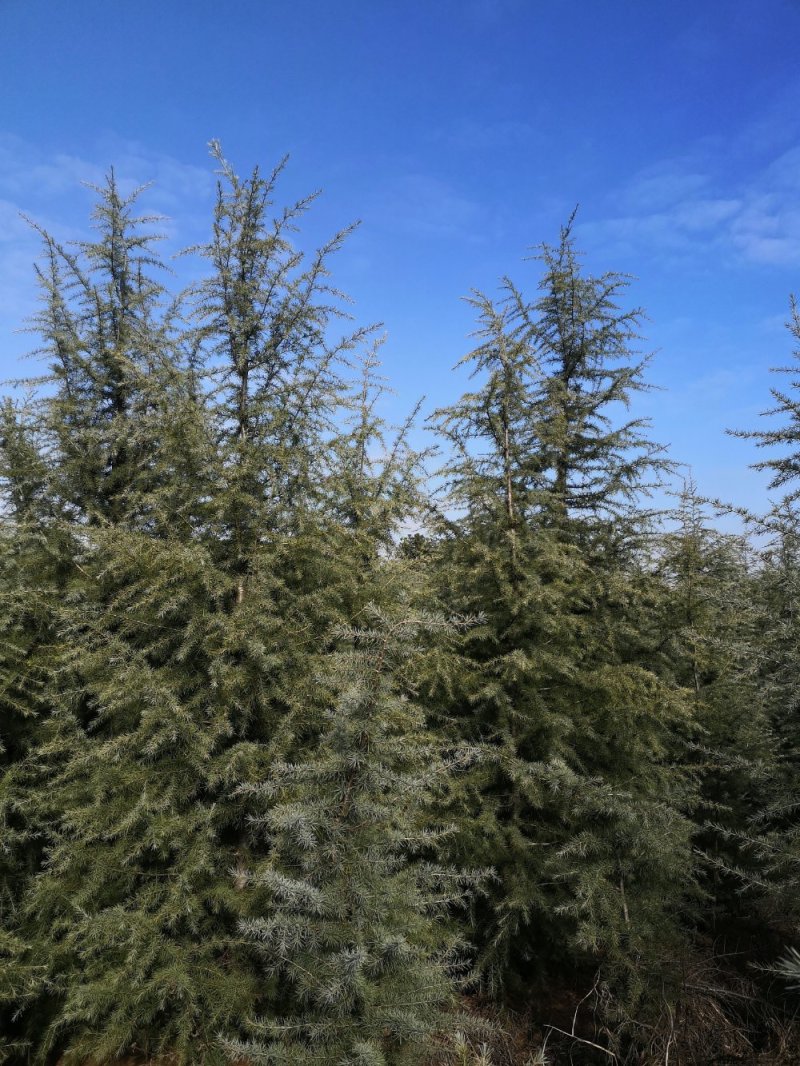 直销绿化苗雪松苗雪松树苗圣诞松树小苗规格齐全关注实地看苗