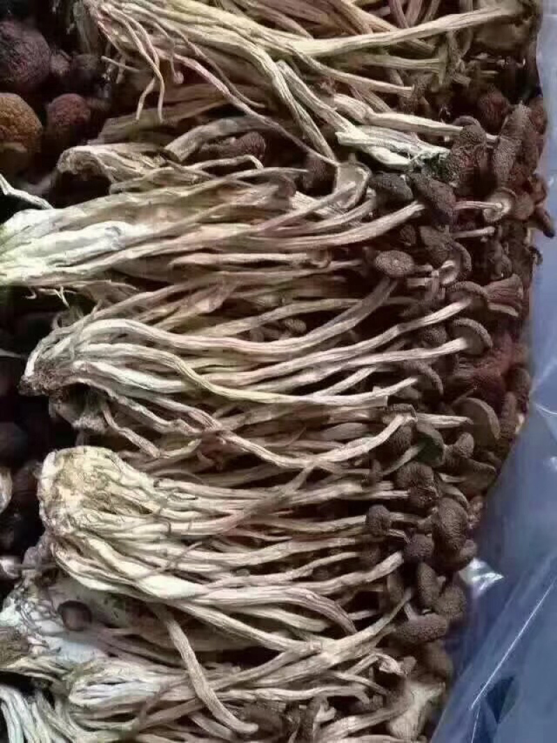 食用菌，高山流水，新鲜银耳，各种新鲜菌类