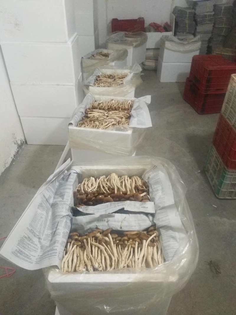 食用菌，高山流水，新鲜银耳，各种新鲜菌类