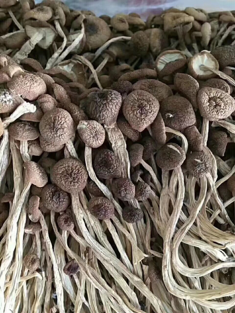 食用菌，高山流水，新鲜银耳，各种新鲜菌类