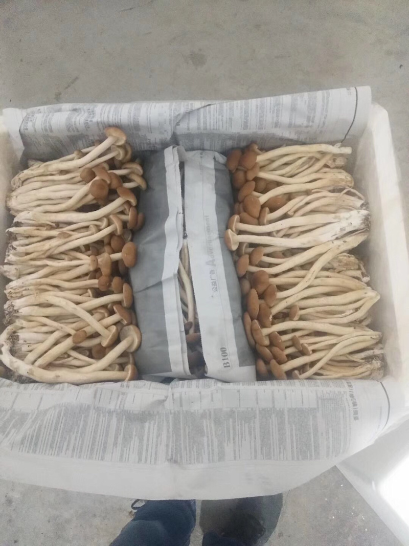 食用菌，高山流水，新鲜银耳，各种新鲜菌类
