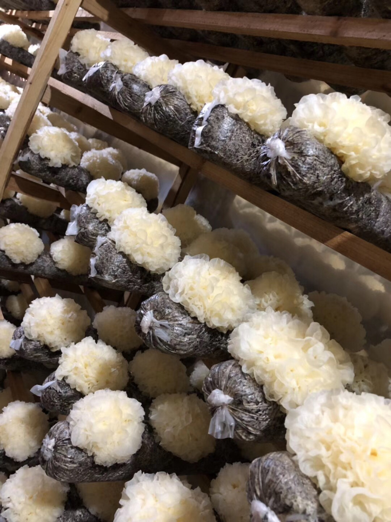 食用菌，高山流水，新鲜银耳，各种新鲜菌类