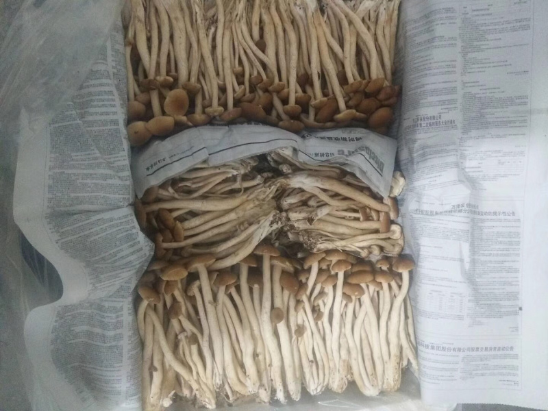食用菌，高山流水，新鲜银耳，各种新鲜菌类