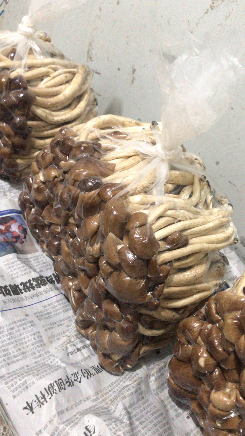 食用菌，高山流水，新鲜银耳，各种新鲜菌类
