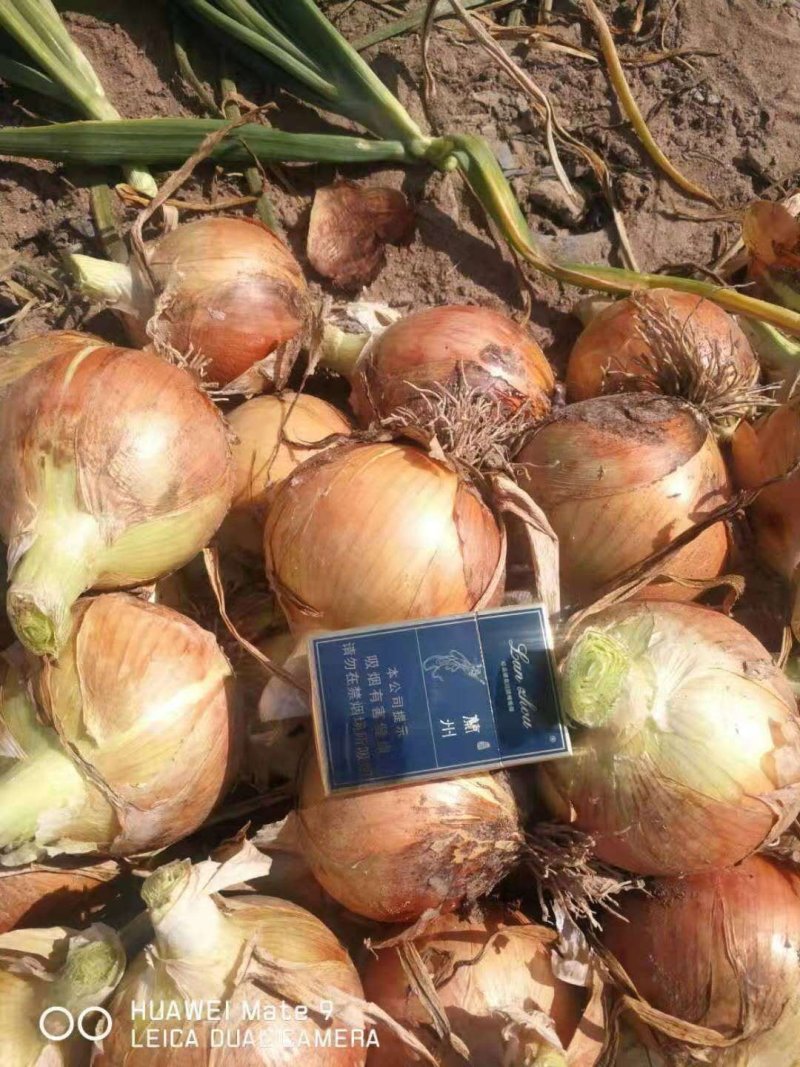 精品黄葱