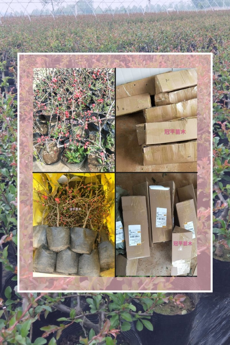 海棠花长寿花海棠盆栽山东海棠盆景海棠盆景花苞发货