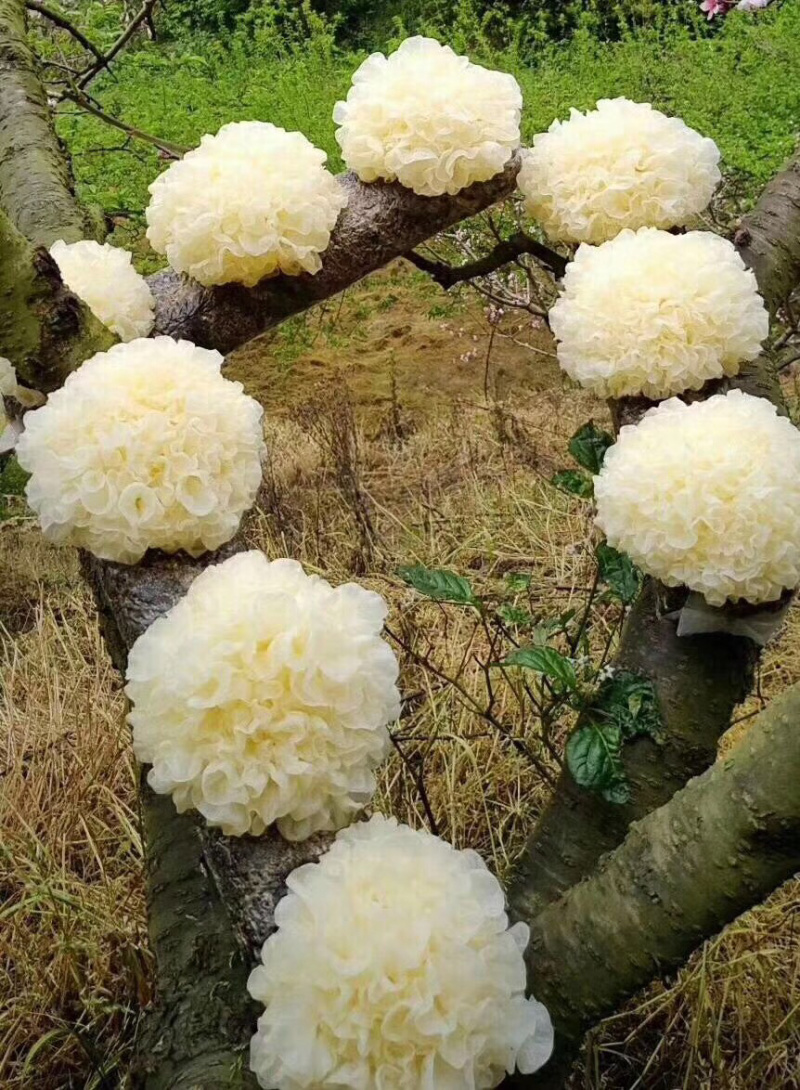 食用菌，高山鲜银耳，各种新鲜菌类