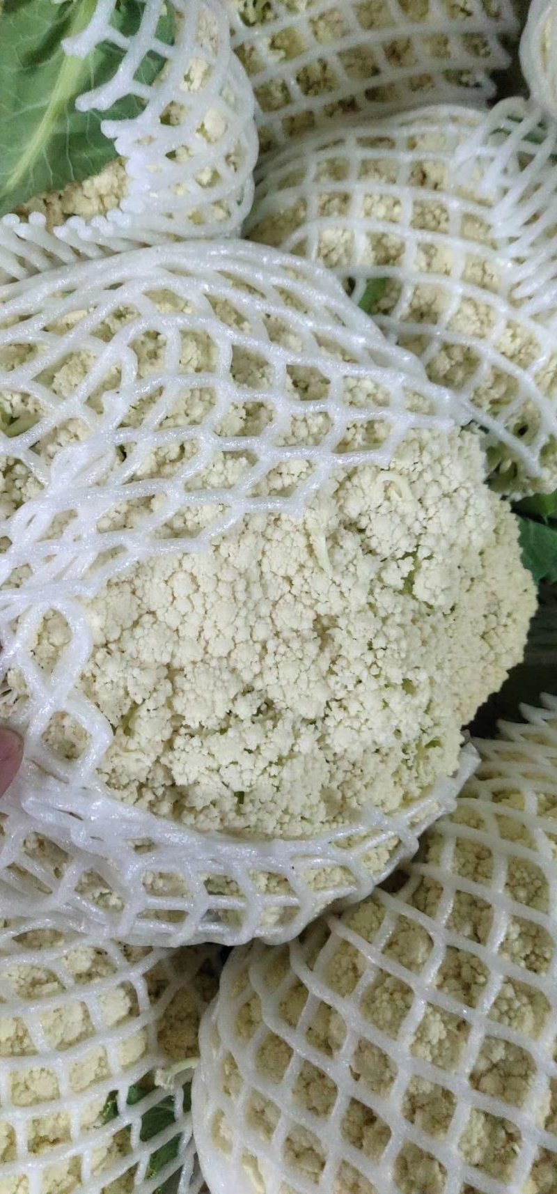 精品有机花菜，全国各地带收，专业代发，诚信经营。