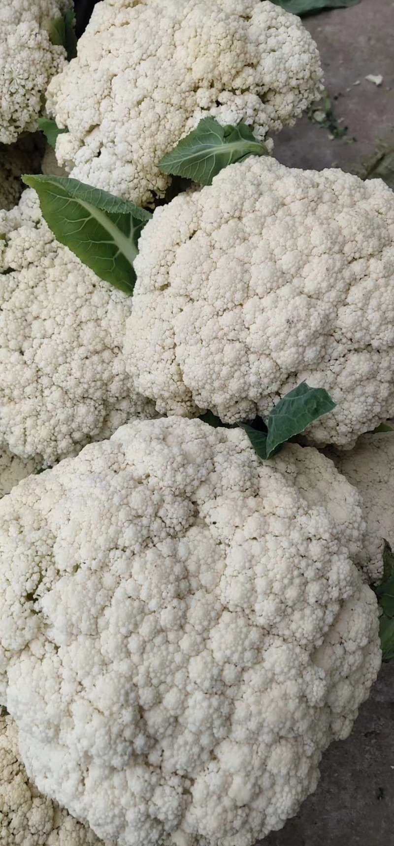 精品有机花菜，全国各地带收，专业代发，诚信经营。