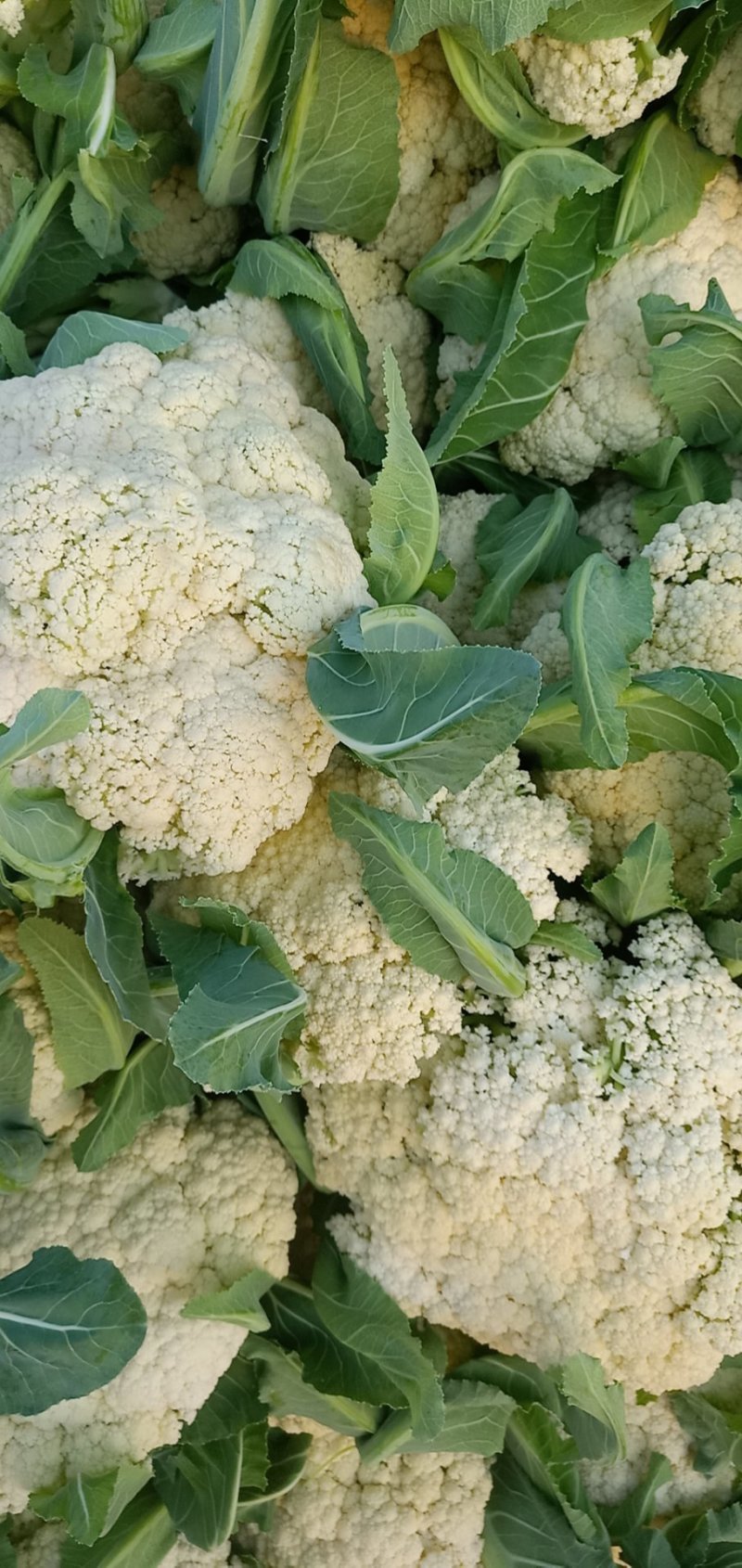 精品有机花菜，全国各地带收，专业代发，诚信经营。