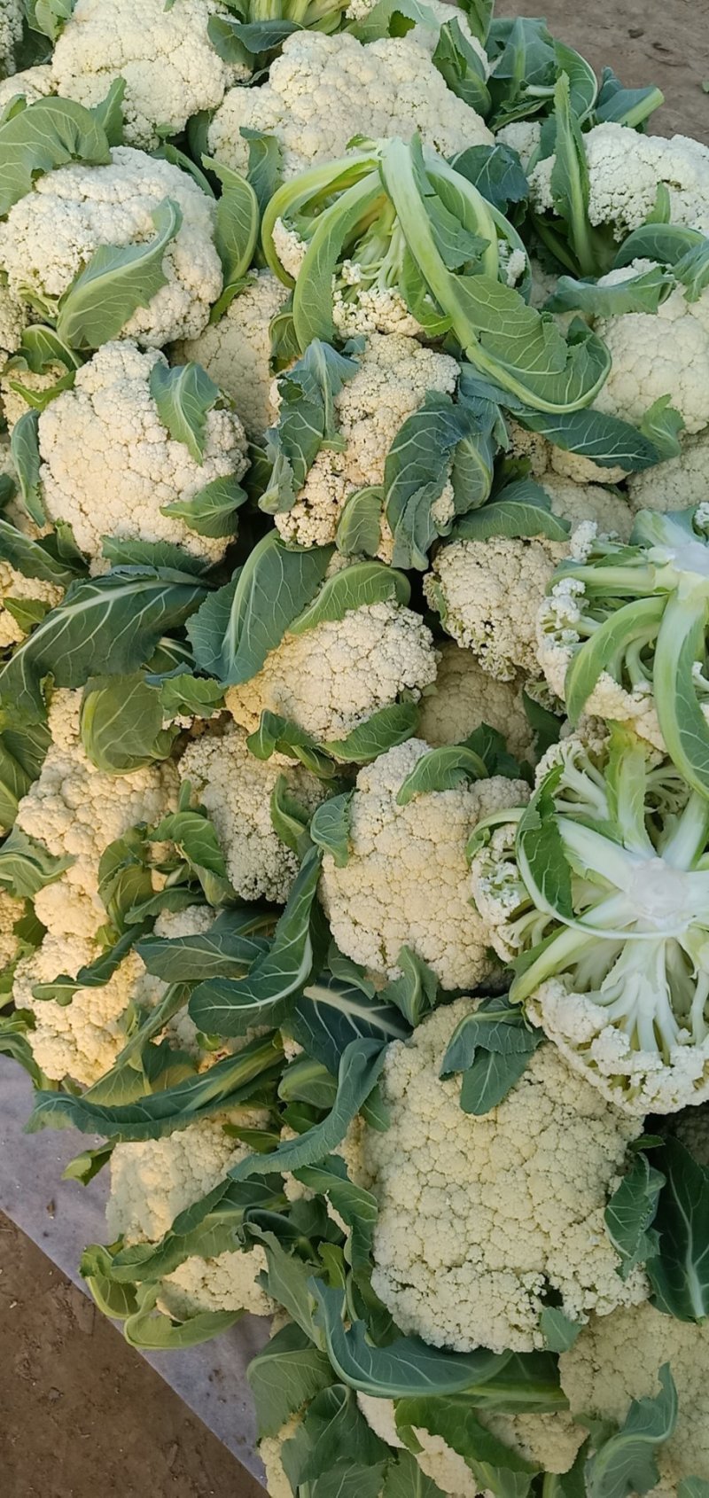 精品有机花菜，全国各地带收，专业代发，诚信经营。