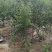 河南荥阳老兵突尼斯软籽石榴苗/地径约2cm保湿发货