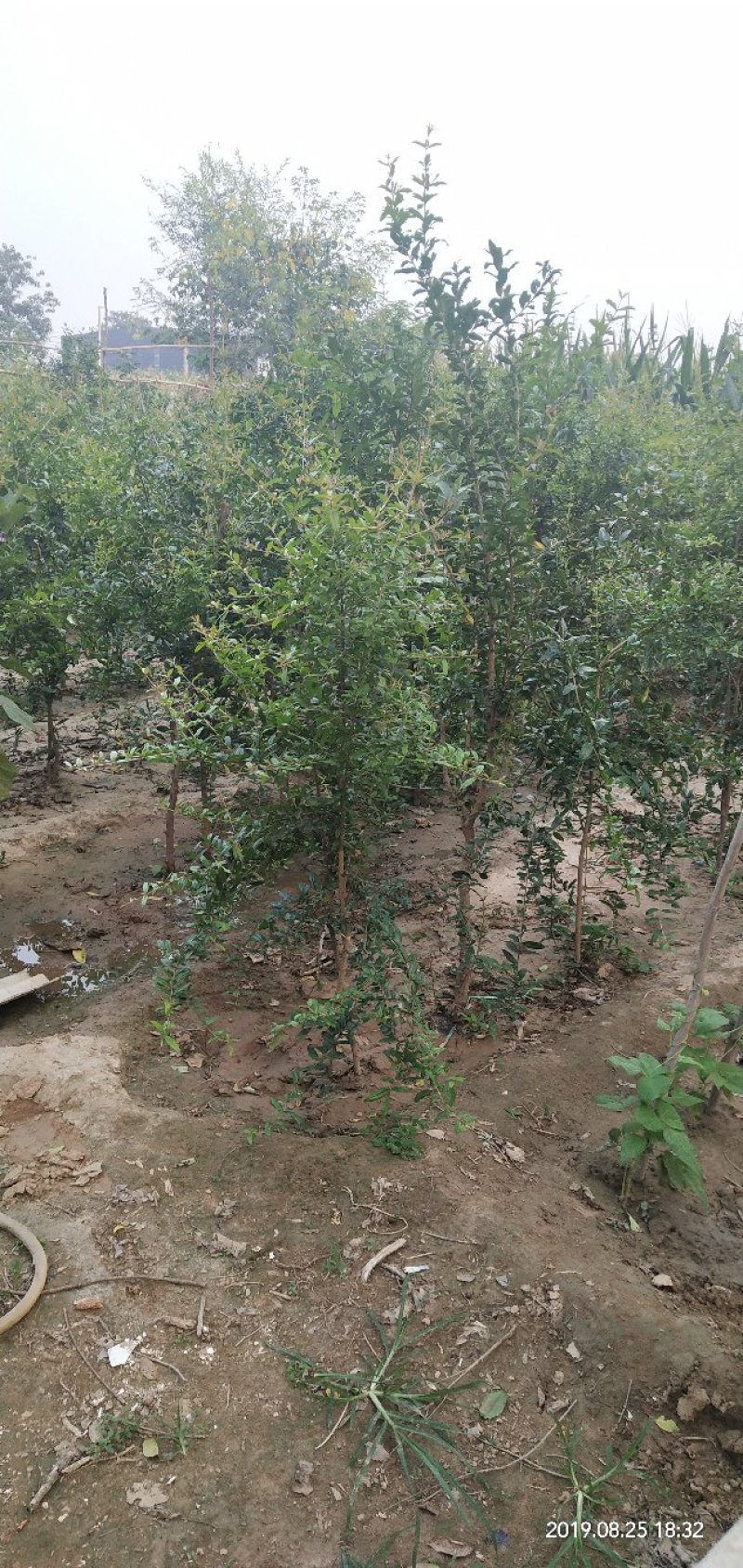 河南荥阳老兵突尼斯软籽石榴苗/地径约2cm保湿发货