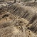 河南荥阳老兵突尼斯软籽石榴苗/地径约2cm保湿发货