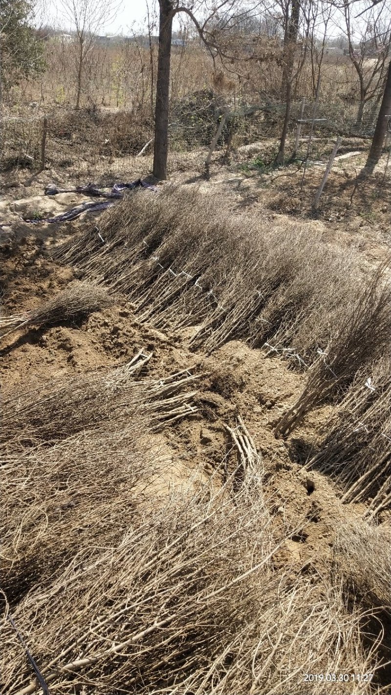 河南荥阳老兵突尼斯软籽石榴苗/地径约2cm保湿发货