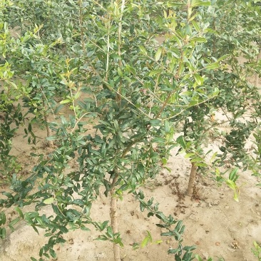 河南荥阳老兵突尼斯软籽石榴苗/地径约2cm保湿发货