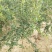 河南荥阳老兵突尼斯软籽石榴苗/地径约2cm保湿发货