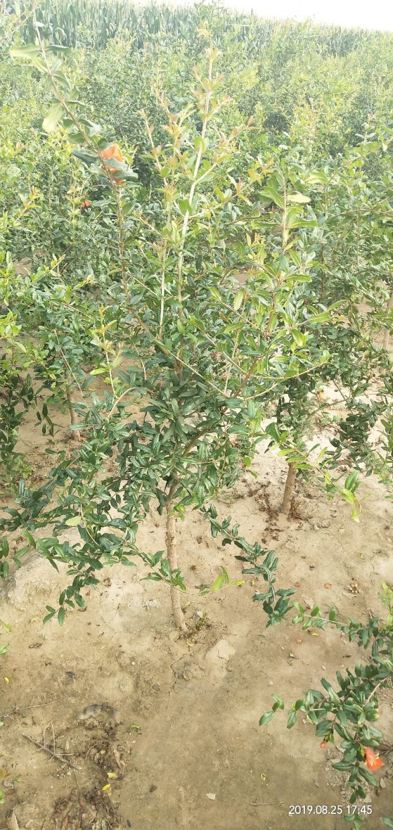 河南荥阳老兵突尼斯软籽石榴苗/地径约2cm保湿发货