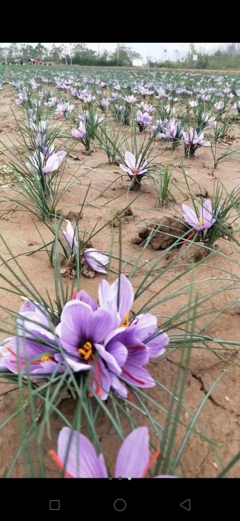 藏红花种球