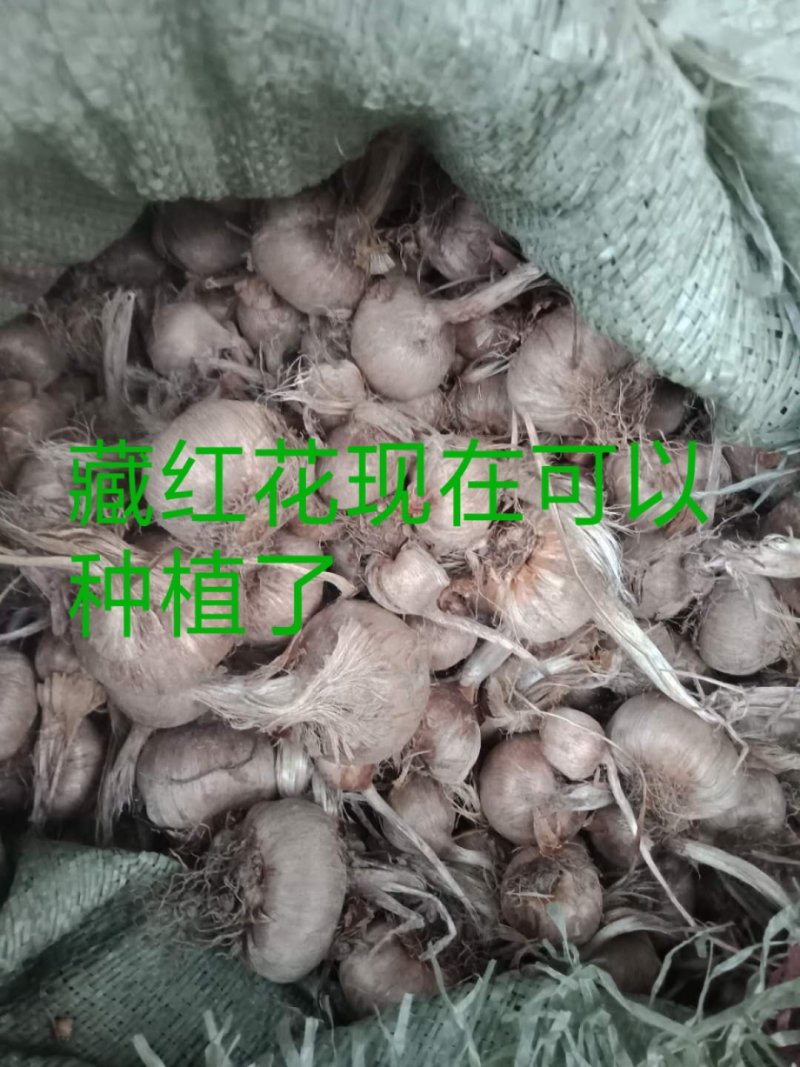 藏红花种球