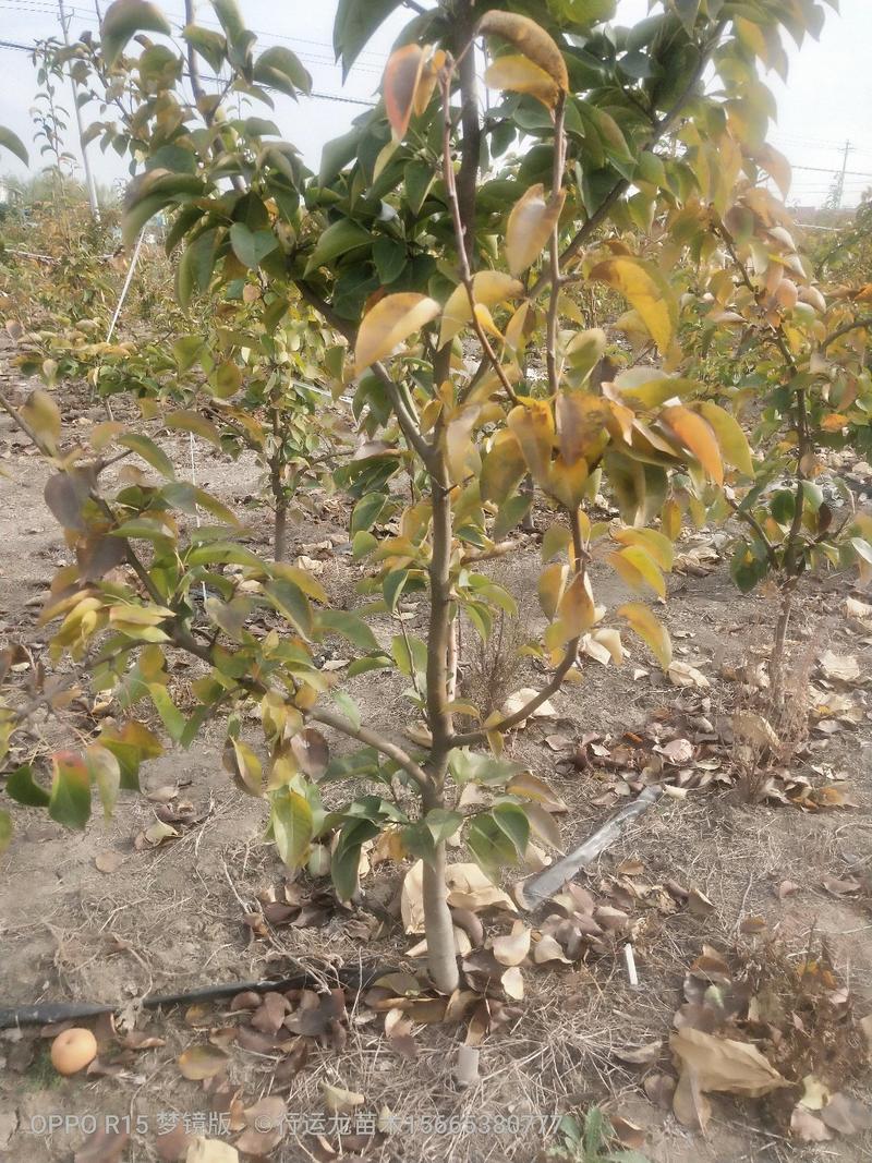 2-3-4-5公分精品梨树大量供应，质优价廉